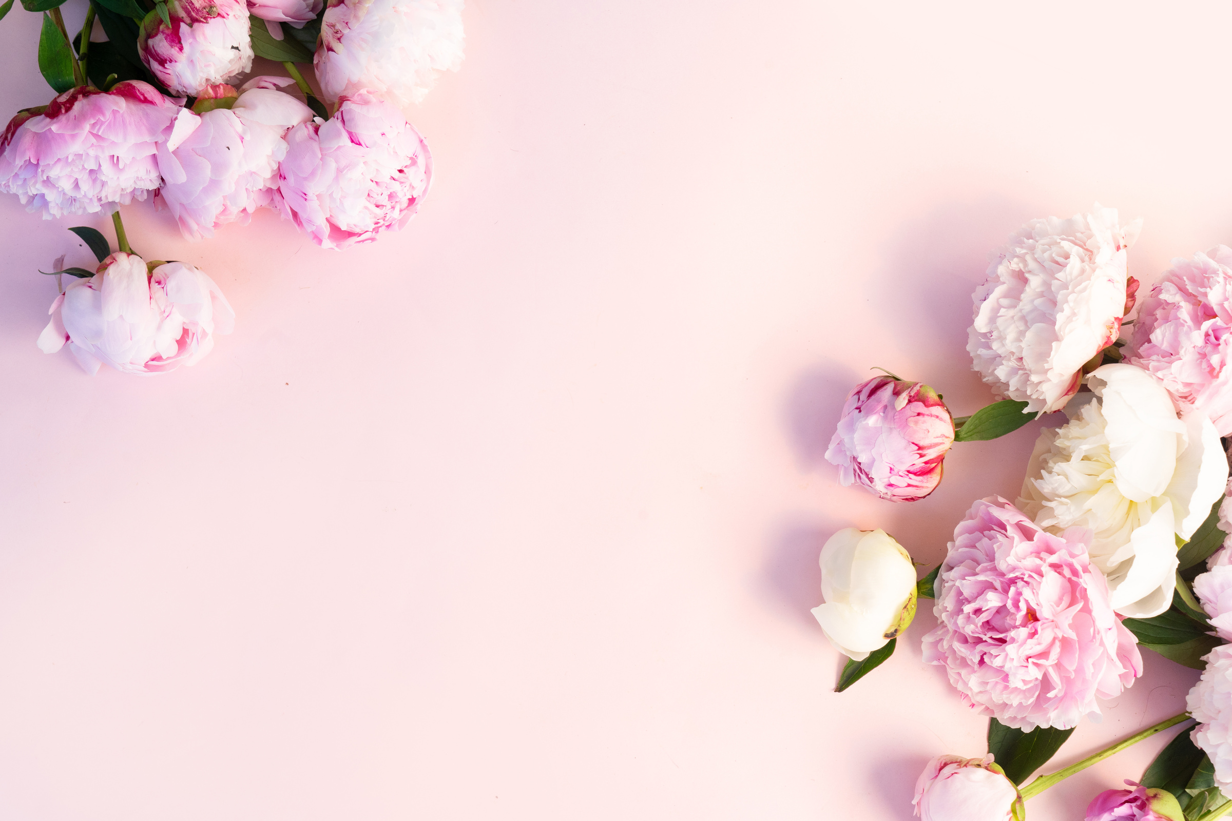 Fresh Peony Flowers