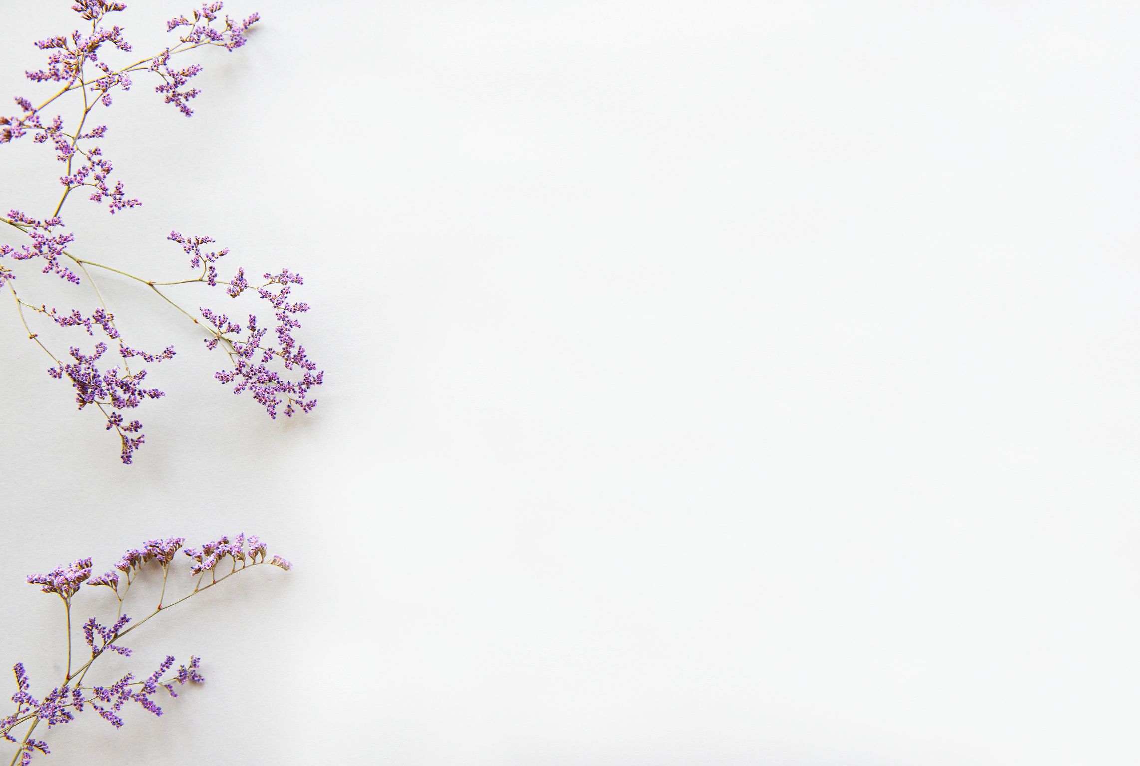 Dried Purple Flowers on White Background